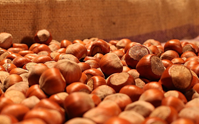 FAO: Azerbaijan's hazelnut production dominated by smallholder farmers who contribute with 60-70% of total annual production