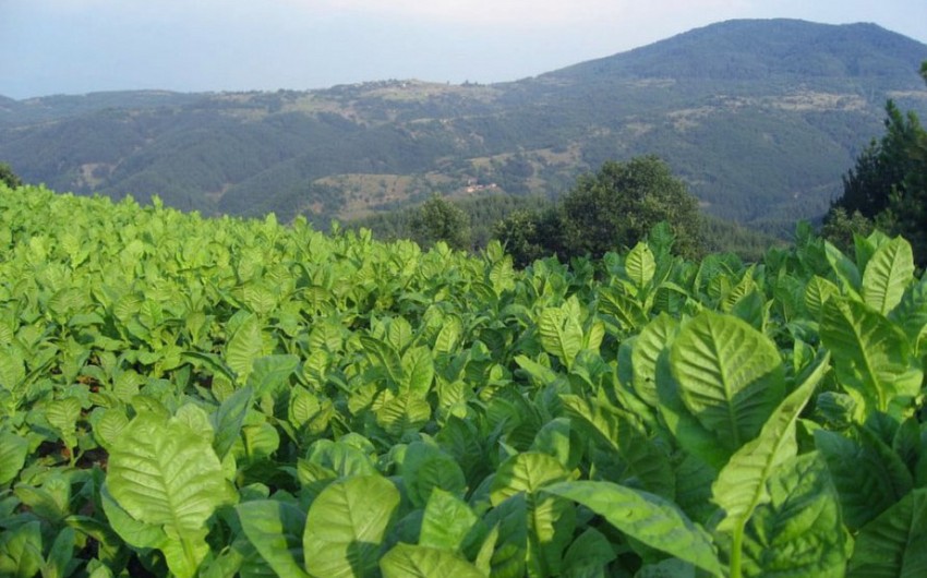 Azərbaycan tütün istehsalını 20 dəfə artıra bilər