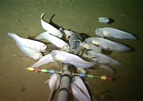 Scientists found deepest-living fish in Pacific Ocean - VIDEO