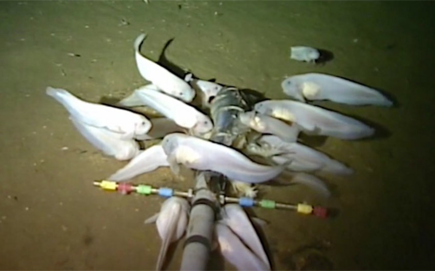 Alimlər Sakit okeanın ən dərin yerində yaşayan balıq növü aşkar ediblər - VİDEO