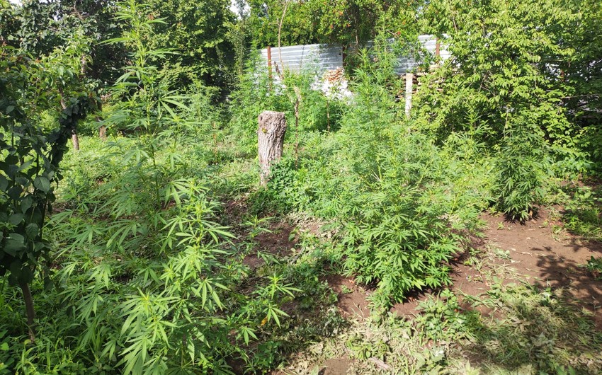 В Самухе задержан подозреваемый в выращивании наркотических растений