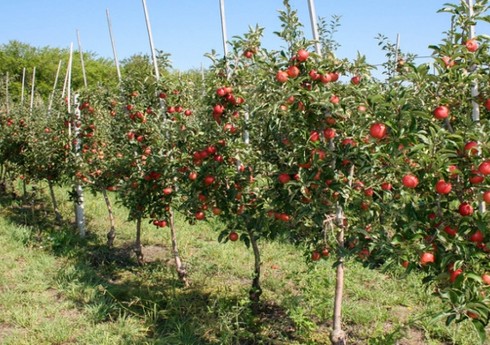 Азербайджан в 37 раз увеличил закупки фруктовых деревьев в Испании