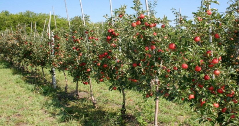 Азербайджан в 37 раз увеличил закупки фруктовых деревьев в Испании