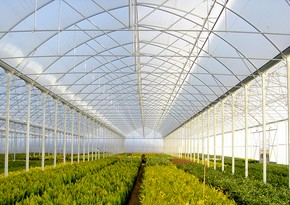 Azerbaijan interested in Dutch companies' participation in modernization of local greenhouses