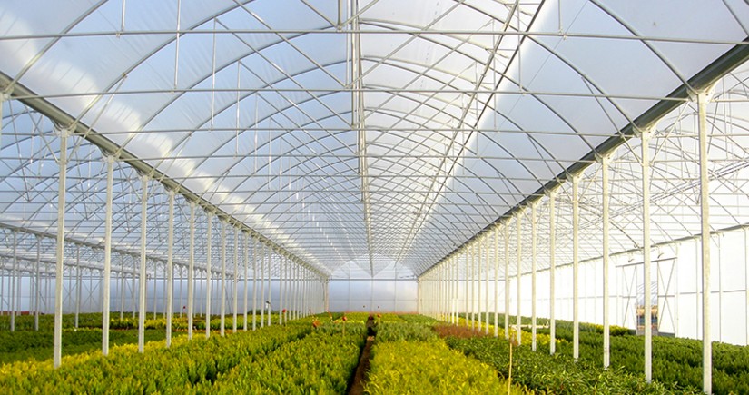 Azerbaijan interested in Dutch companies' participation in modernization of local greenhouses