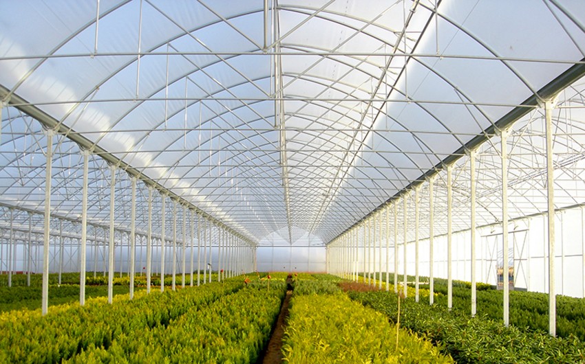 Azerbaijan seeks to attract  companies from Netherlands to modernization of greenhouses