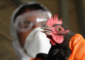 Из-за вспышки птичьего гриппа в Японии будет уничтожено 100 тыс. кур
