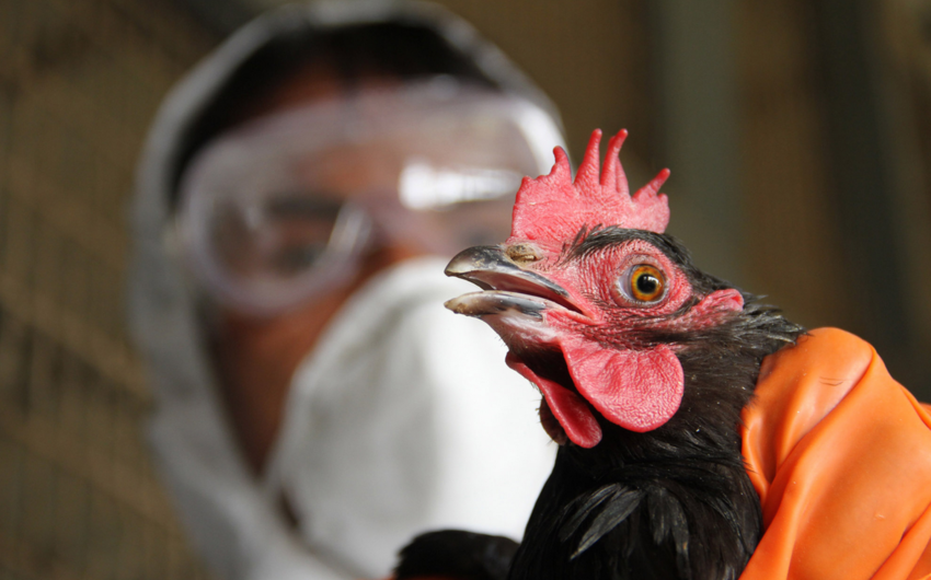 Japan to cull about 100,000 chickens following new bird flu outbreak