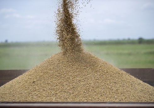 Азербайджан закупил 1,3 тыс. тонн зерна из Чечни
