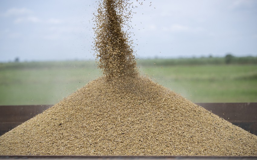 Azerbaijan imports 1,300 tons of grain from Chechnya