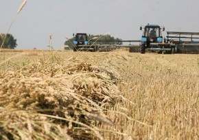 Azerbaijan increased grain production by 30%