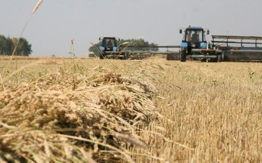 Azerbaijan increased grain production by 30%