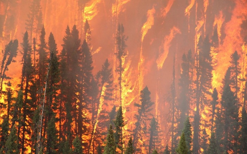 Губернатор Калифорнии объявил режим ЧС из-за лесных пожаров
