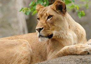 Два льва умерли после заражения коронавирусом в зоопарке Японии