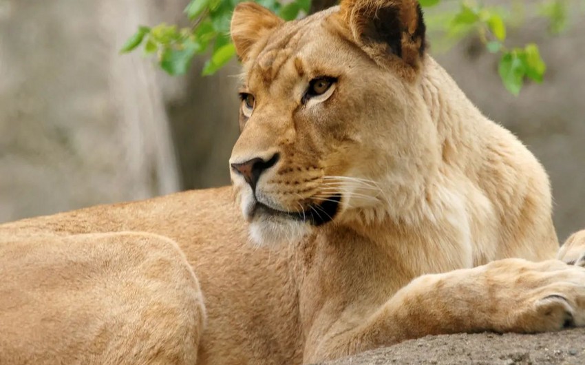 Two lions die after infection with coronavirus in Japan
