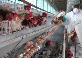 Azerbaijan starts regular monitoring on avian influenza