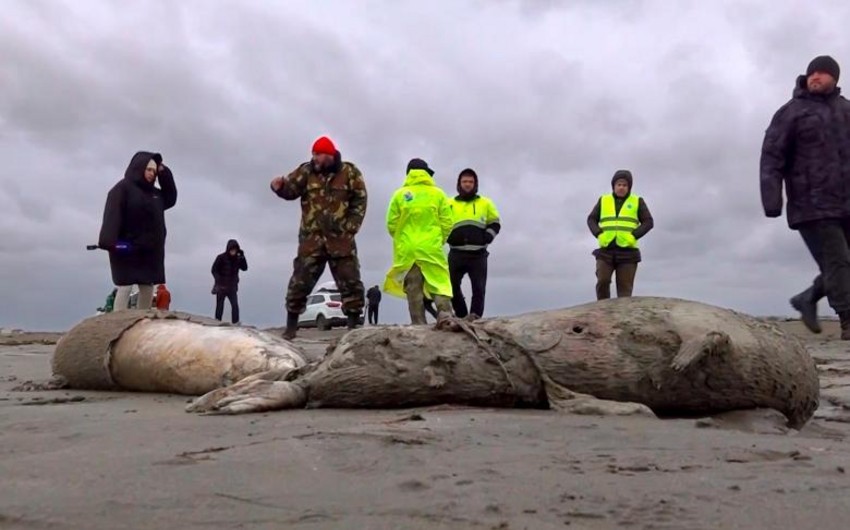В Дагестане создадут оперштаб по ситуации с массовой гибелью каспийских тюленей