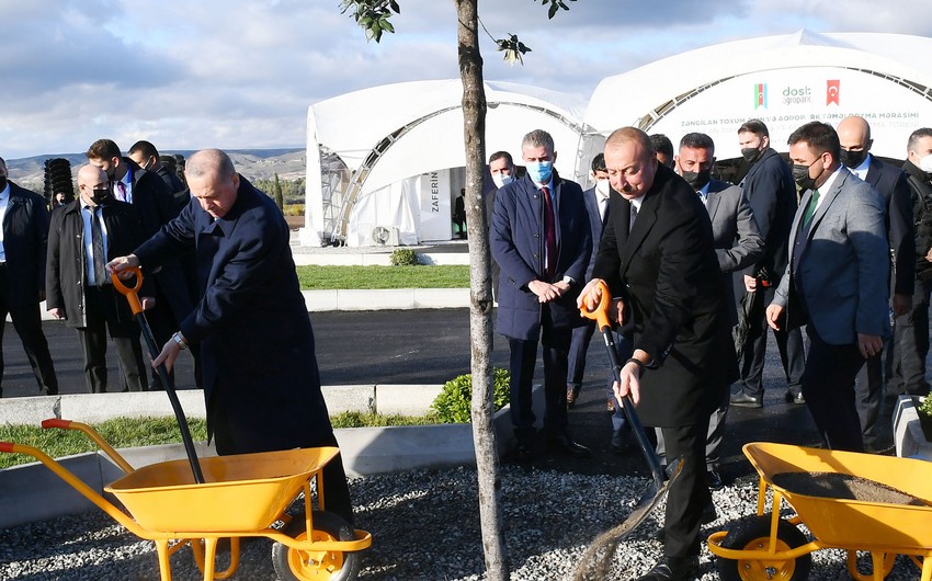 Лидеры Азербайджана и Турции посадили дерево в Зангилане