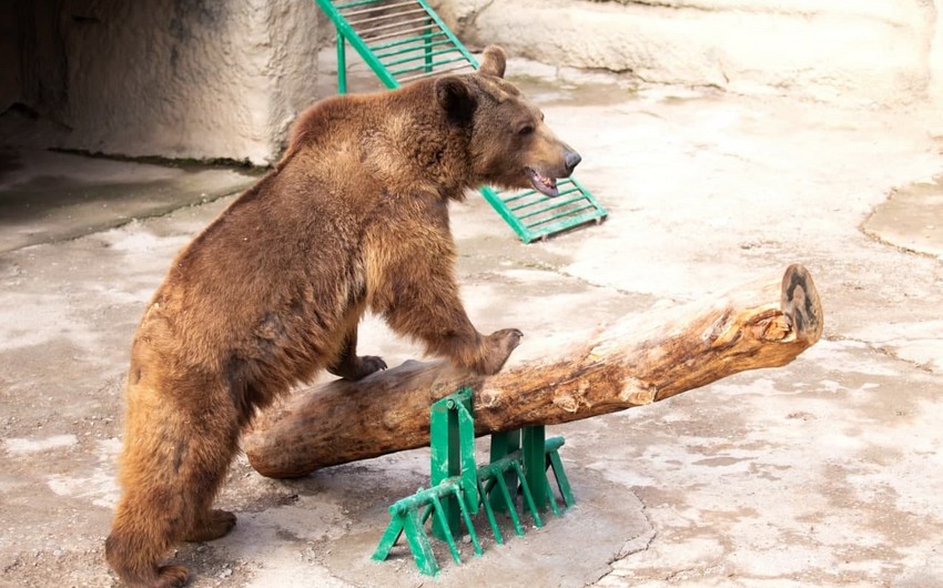 В андижанском зоопарке медведь напал на смотрителя, мужчина скончался от ран 