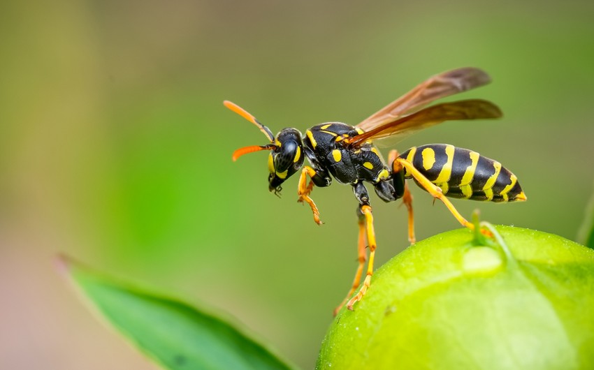 Alimlər arının zəhərindən antibiotik hazırladı