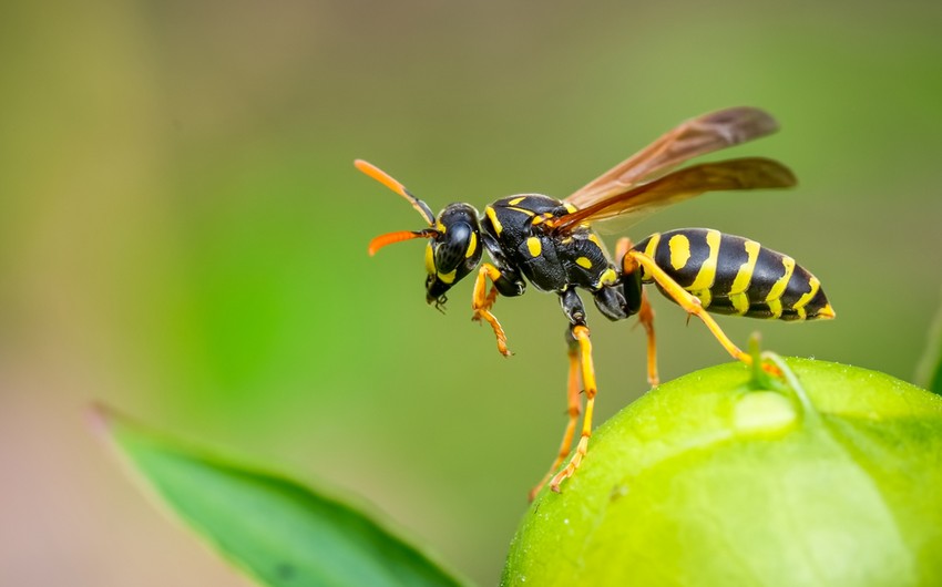 Scientists develop antibiotic from bee venom