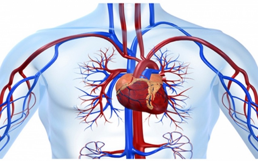 Главный кардиолог: В Азербайджане резко возросло количество сердечно-сосудистых заболеваний