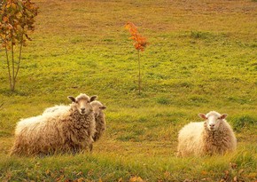 Азербайджан стал основным импортером овец из Грузии