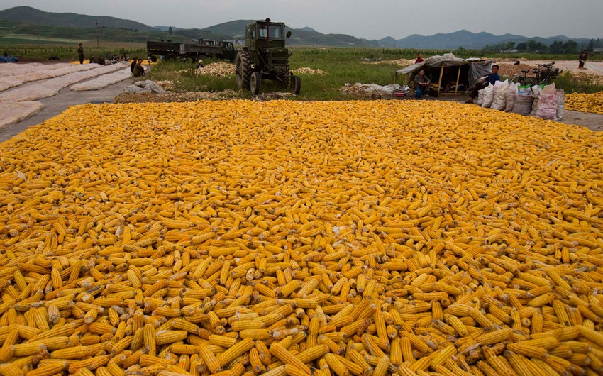​Россия в 2015 году может собрать рекордный урожай кукурузы