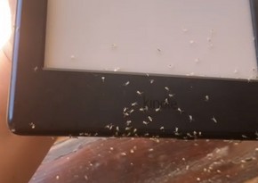 Ants use woman’s tablet to buy some books