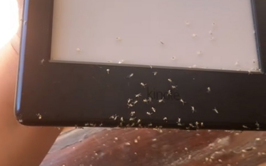 Ants use woman’s tablet to buy some books