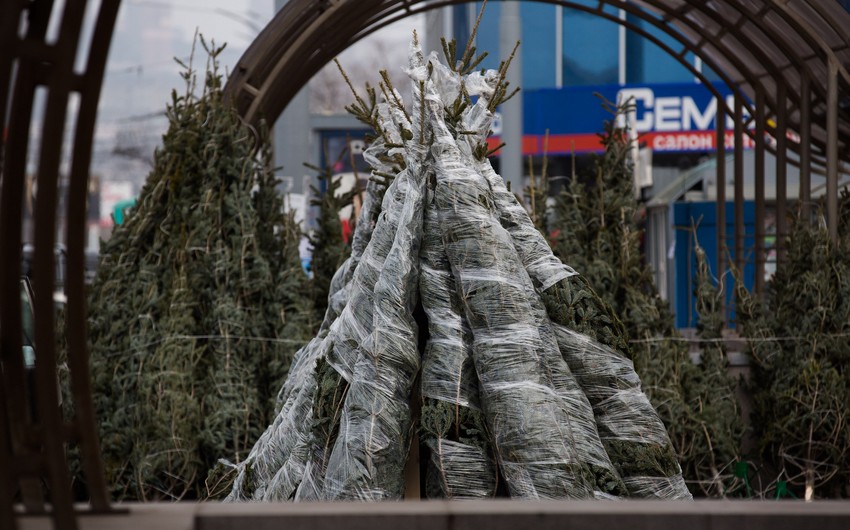 В Хабаровске задержан азербайджанец, незаконно торговавший новогодними елками