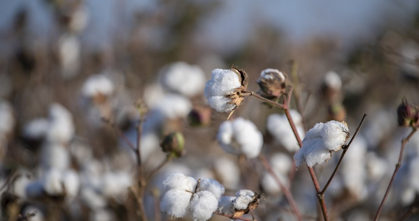 Azerbaijan reduces revenues from export of cotton by 42%