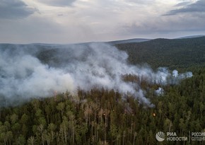 Forest fire extinguished in Lankaran