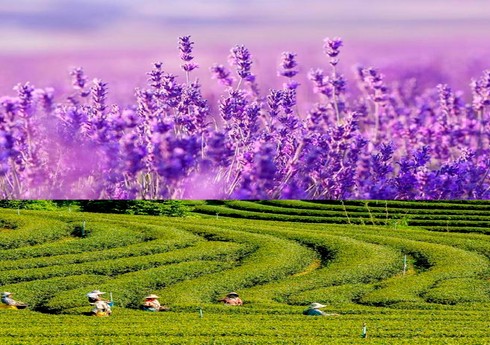 В Азербайджане выдан льготный кредит на 30 тыс. манатов на плантации чая и лаванды