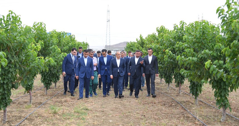 Mikayil Jabbarov views enterprises in Yevlakh Pilot Agropark