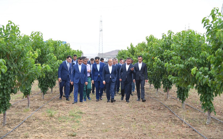 Mikayil Jabbarov views enterprises in Yevlakh Pilot Agropark