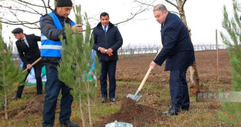 “Yaşıl dünya naminə həmrəylik ili” çərçivəsində Oğuzda 10 300 ədəd ağac əkilib