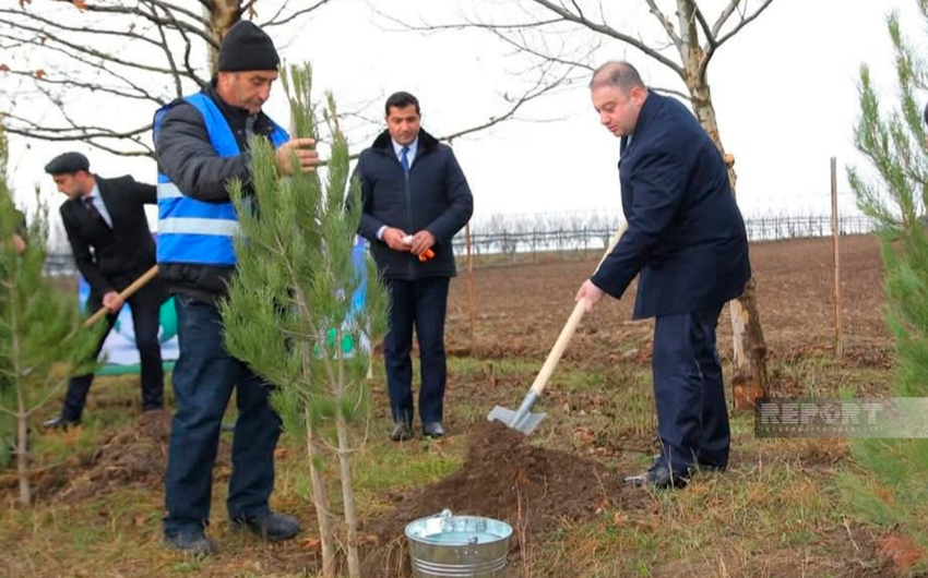 “Yaşıl dünya naminə həmrəylik ili” çərçivəsində Oğuzda 10 300 ədəd ağac əkilib