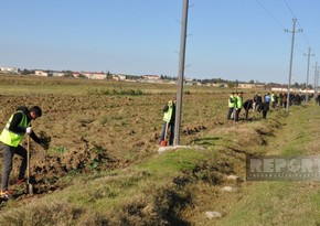 В рамках Года солидарности во имя зеленого мира в Билясуваре посажено около 16 тыс. деревьев