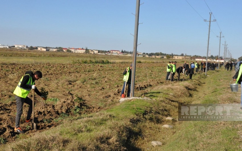 В рамках Года солидарности во имя зеленого мира в Билясуваре посажено около 16 тыс. деревьев