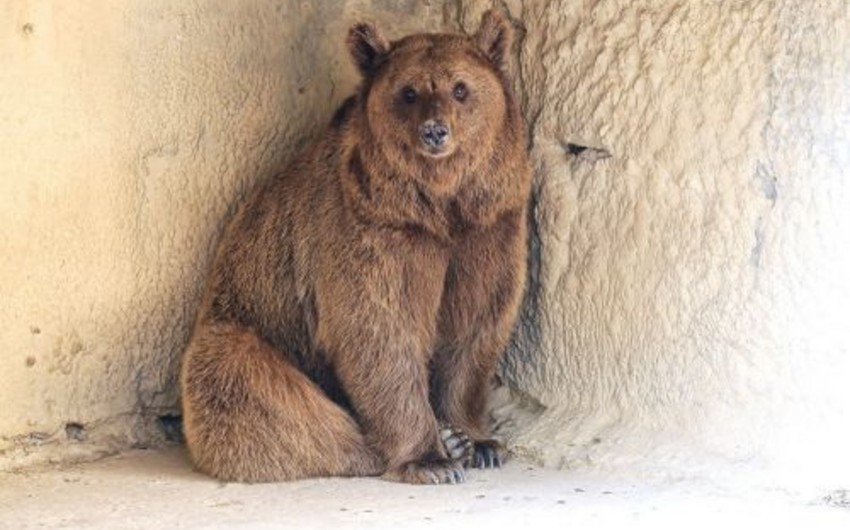 Baku Zoo presents two bears to Tashkent Zoo