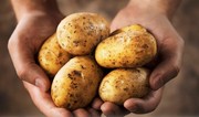 Azerbaijan leads Georgia’s potato exports in 2024