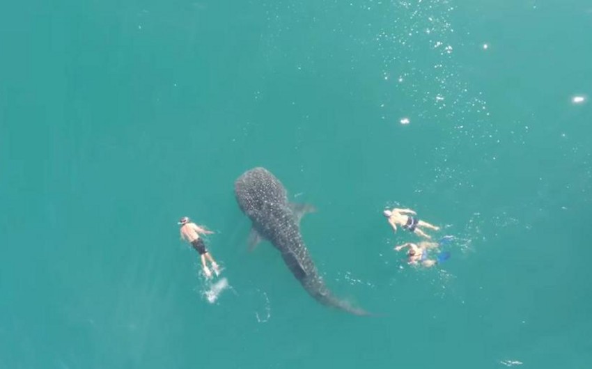 Meksikada insanlarla üzən dünyanın ən böyük köpəkbalığı lentə alınıb - VİDEO