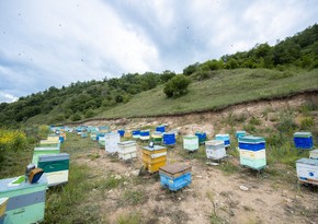 Kəlbəcər yaylaqlarına daha 2 500 arı ailəsinin köçürülməsinə başlanılıb 