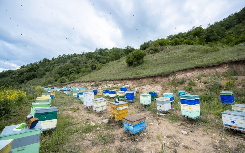 Kəlbəcər yaylaqlarına daha 2 500 arı ailəsinin köçürülməsinə başlanılıb 