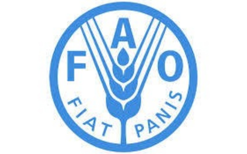 FAO Azərbaycanda heyvandarlıqla bağlı yeni layihənin icrasına başlayır - YENİLƏNİB