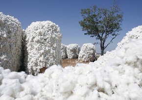 Azerbaijan's profit from cotton export down more than 7%