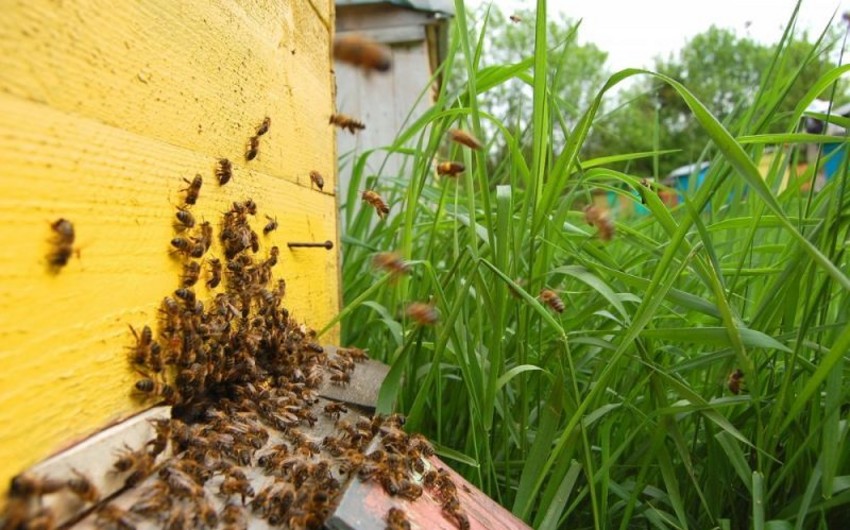 Число пчелиных семей в Азербайджане превысило 500 тысяч