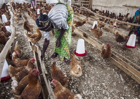 В Гане зафиксировали вспышку птичьего гриппа