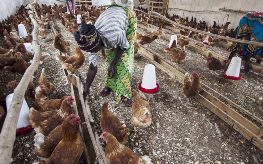 Ghana confirms bird-flu outbreak